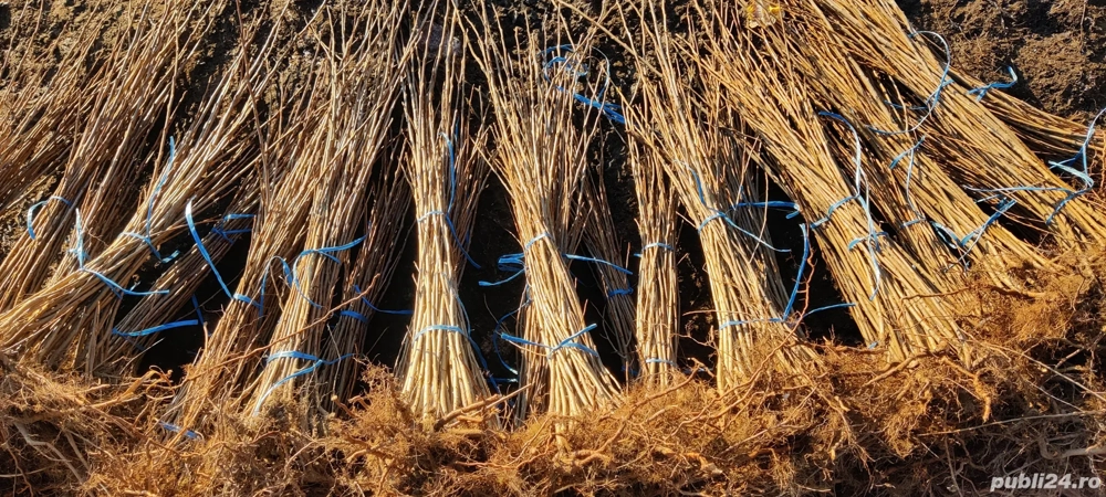 puieți de plop energetic 