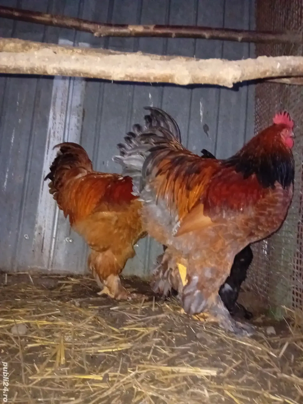 Cocosi brahma din mai 2025