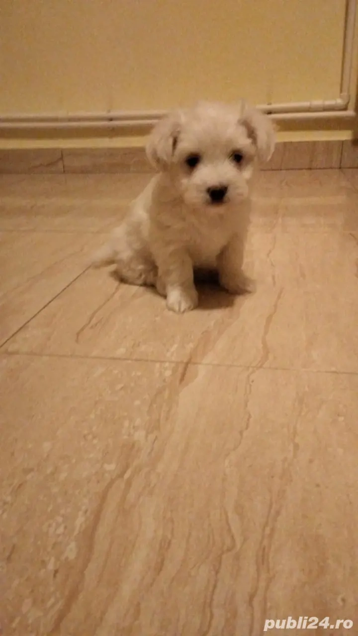 Bichon havanez fete si baieti