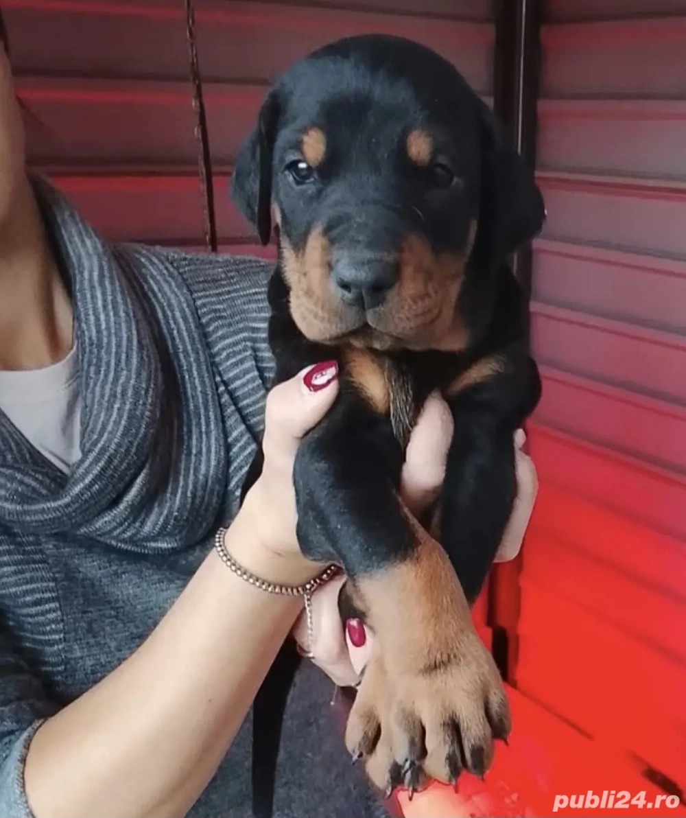 Animale de companie caini