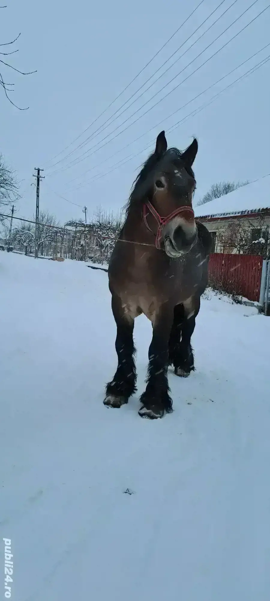 Vand armasar de 3 ani