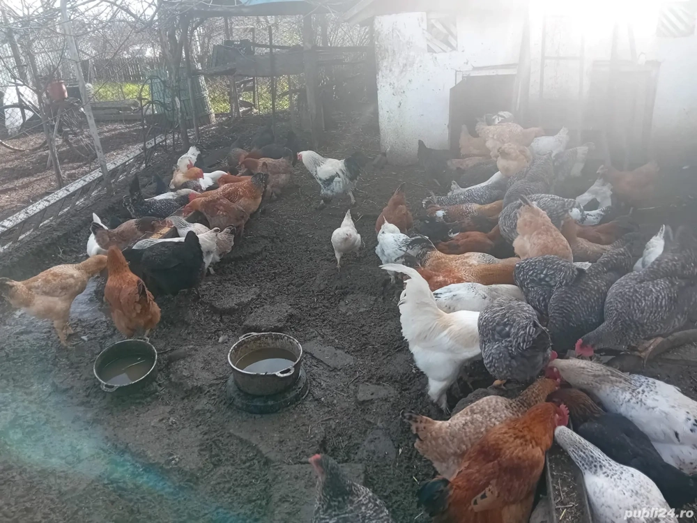 Vând găini și cocoși de țară 