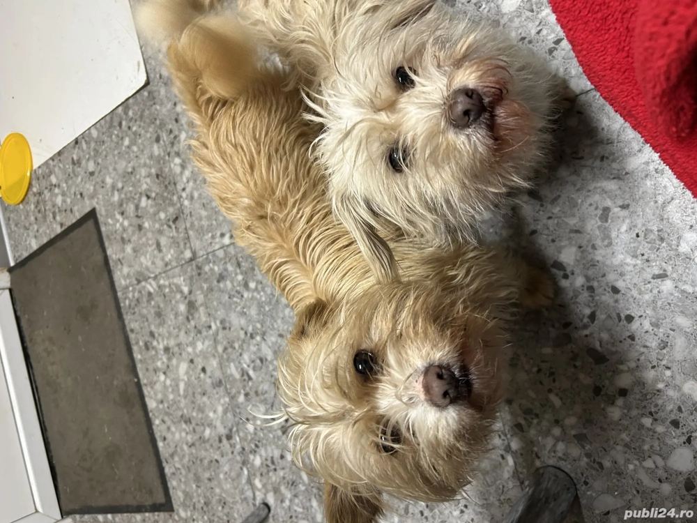 Donez două cățelușe Ilfov 