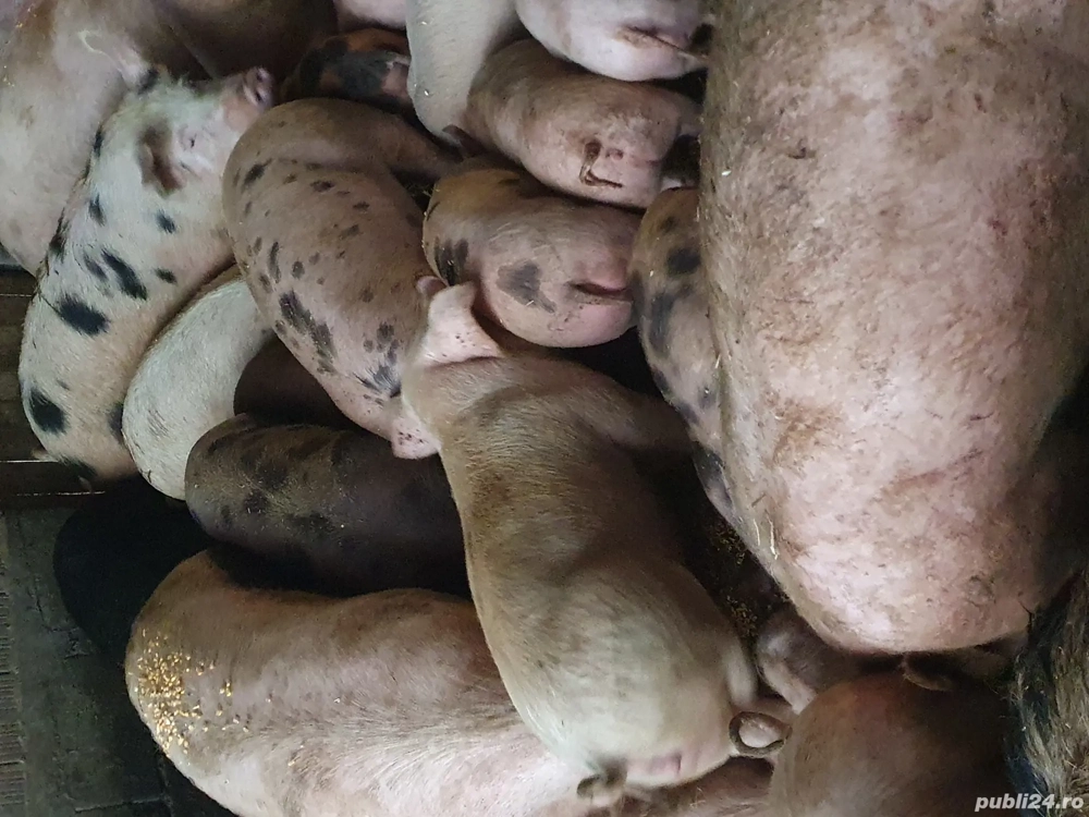 purcei soldani disponibil 