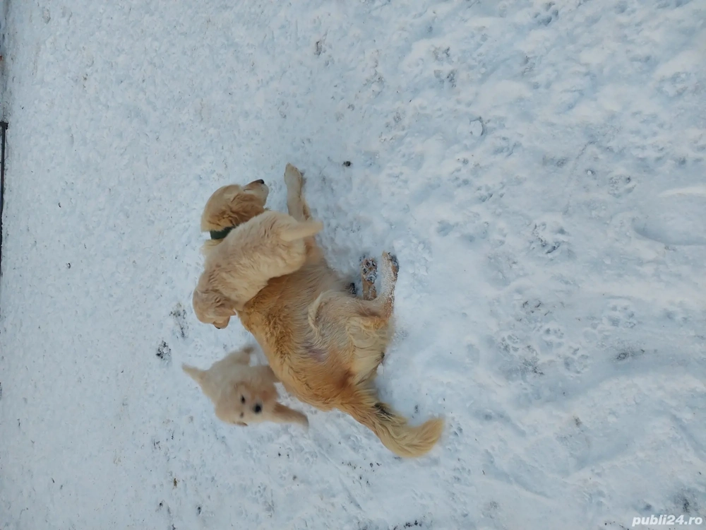 Golden retriever băiat 