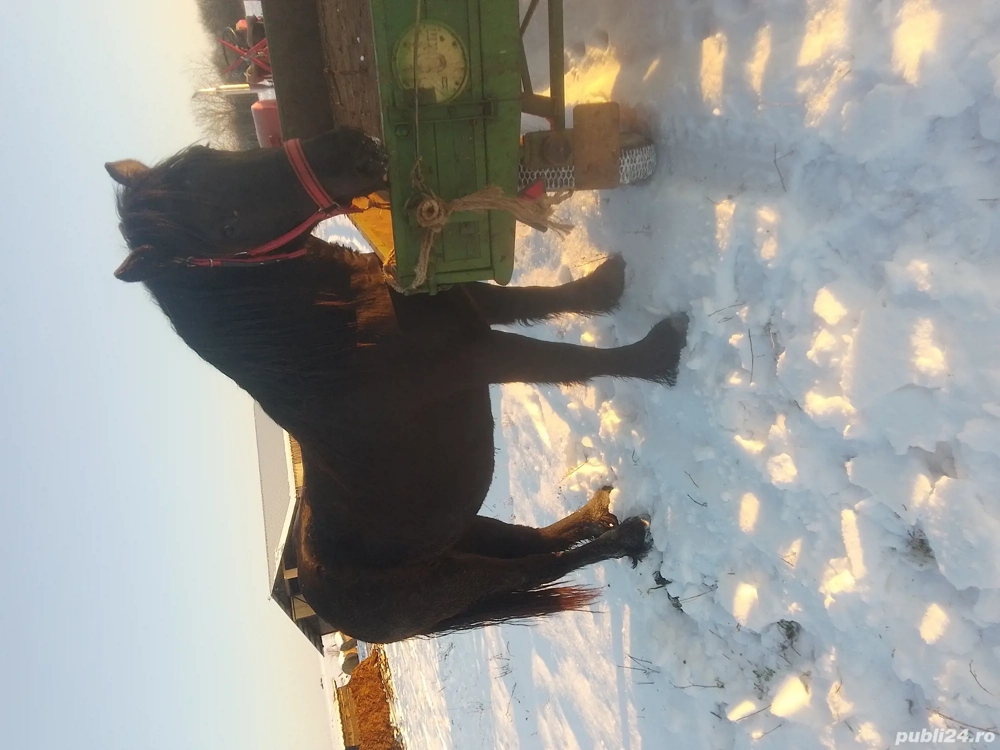 Vind minza neagră corb