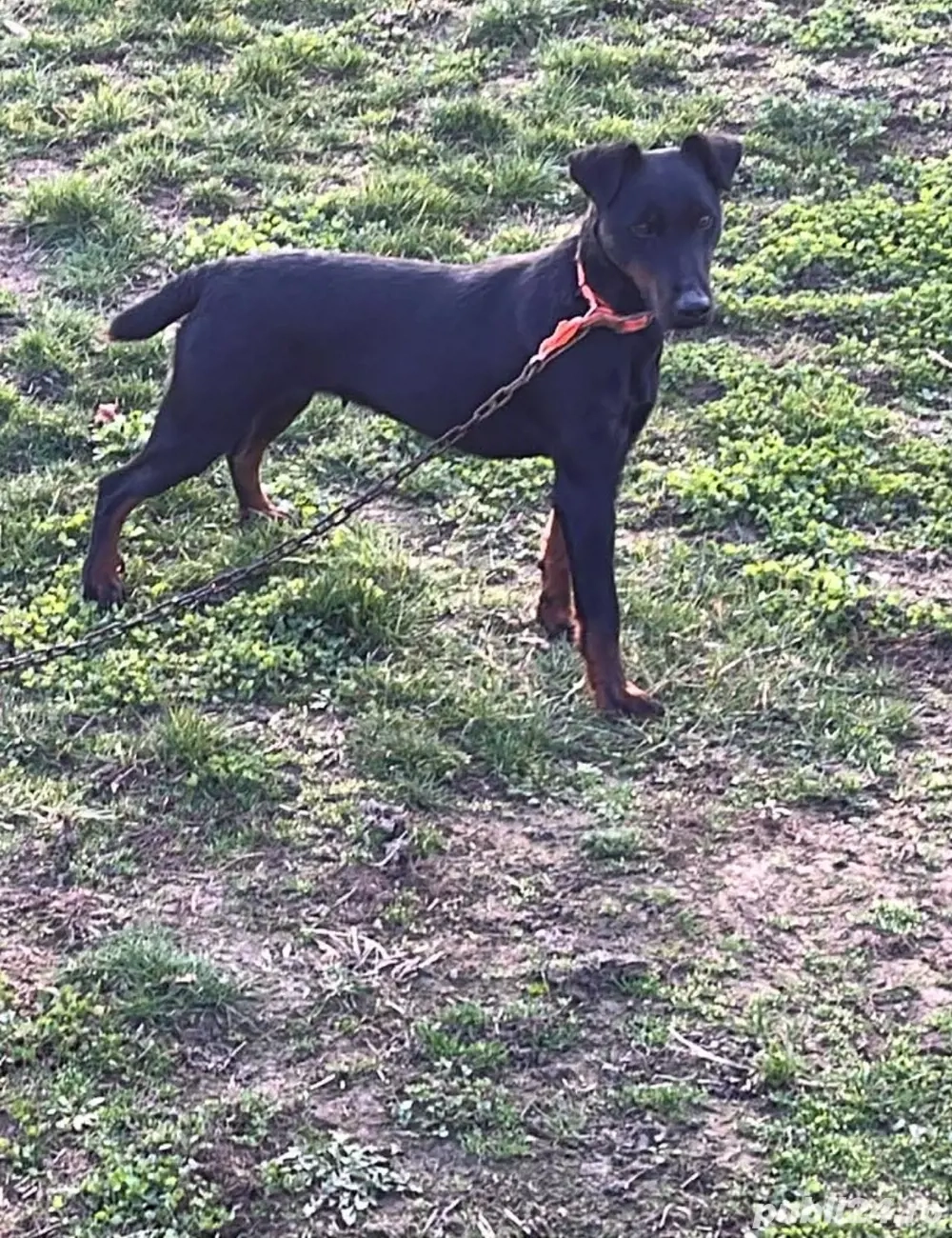 vand sau schimb cu catel de brac 