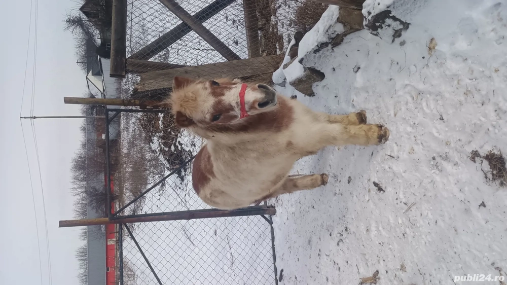 Vând iapă ponei cuminte și ascultătoare și ponei castrat 