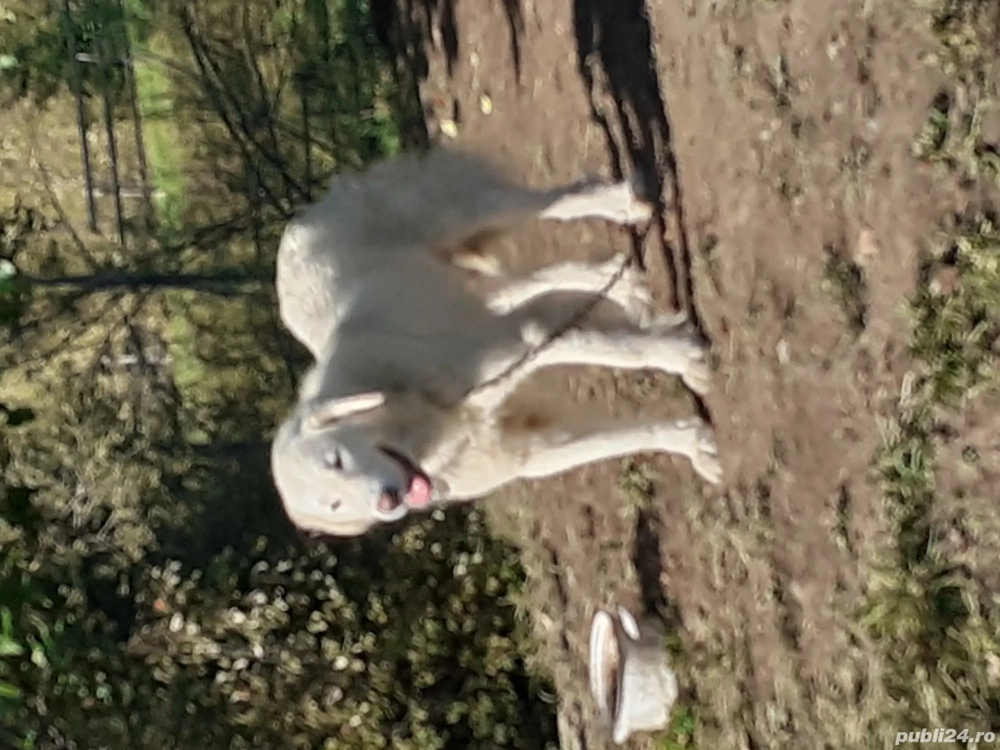 Mascul ciobanesc balan 