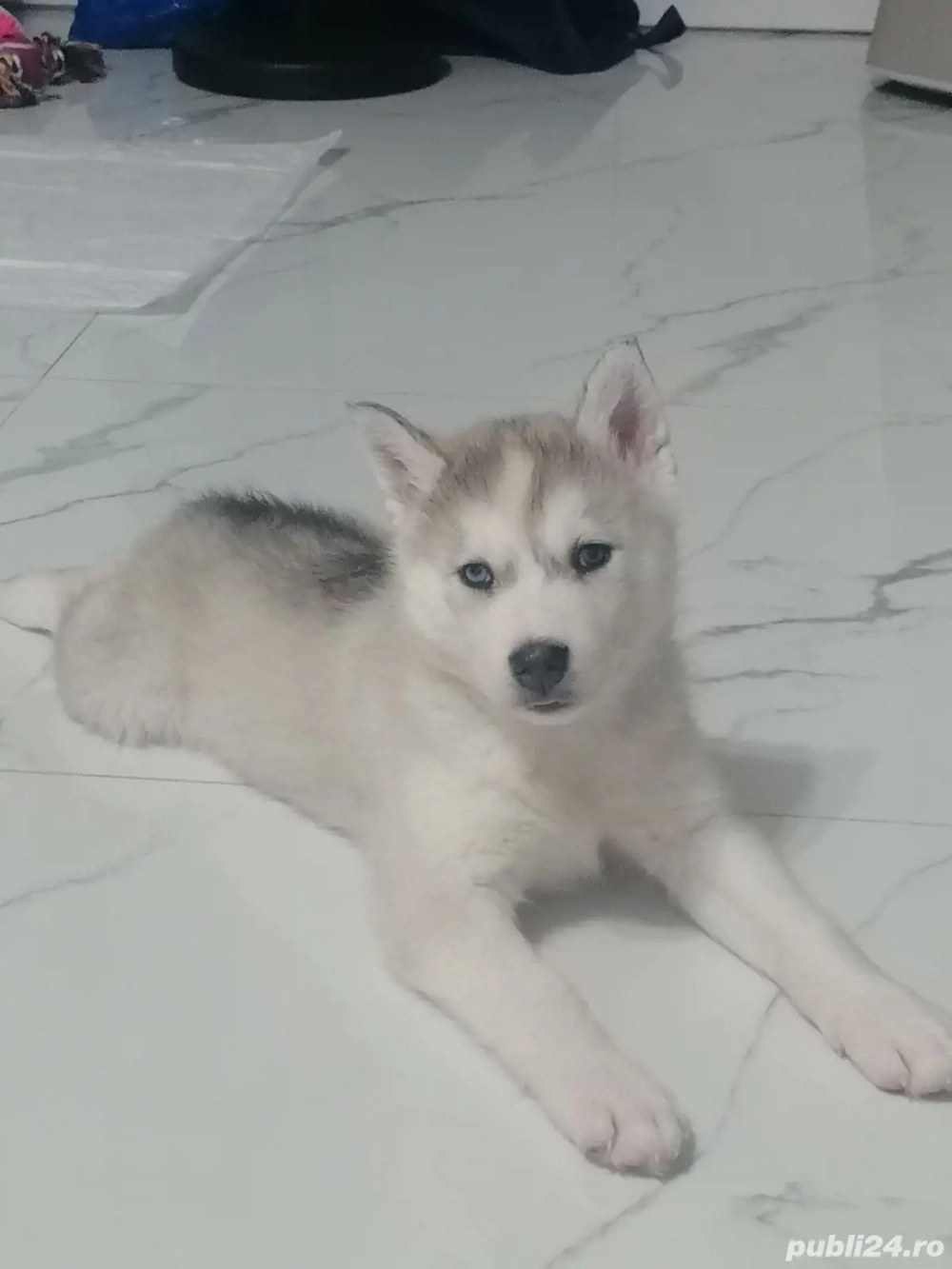 Pui Hushy Siberian, albcu gri