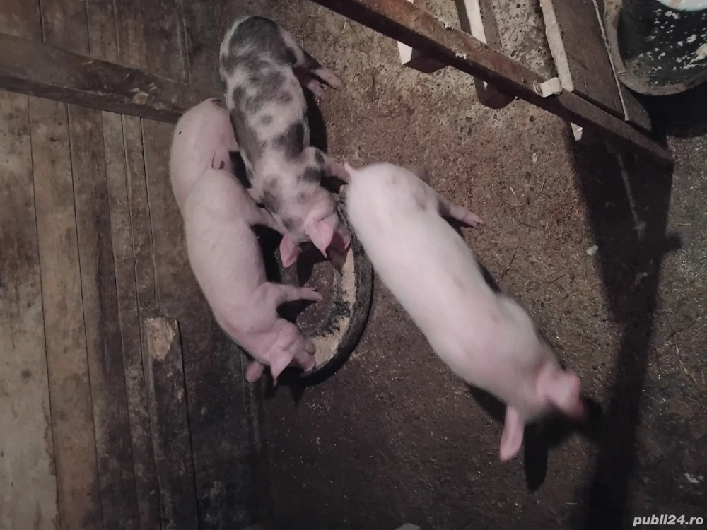 vand 4 șoldani sau schimb cu vițea sau miei.