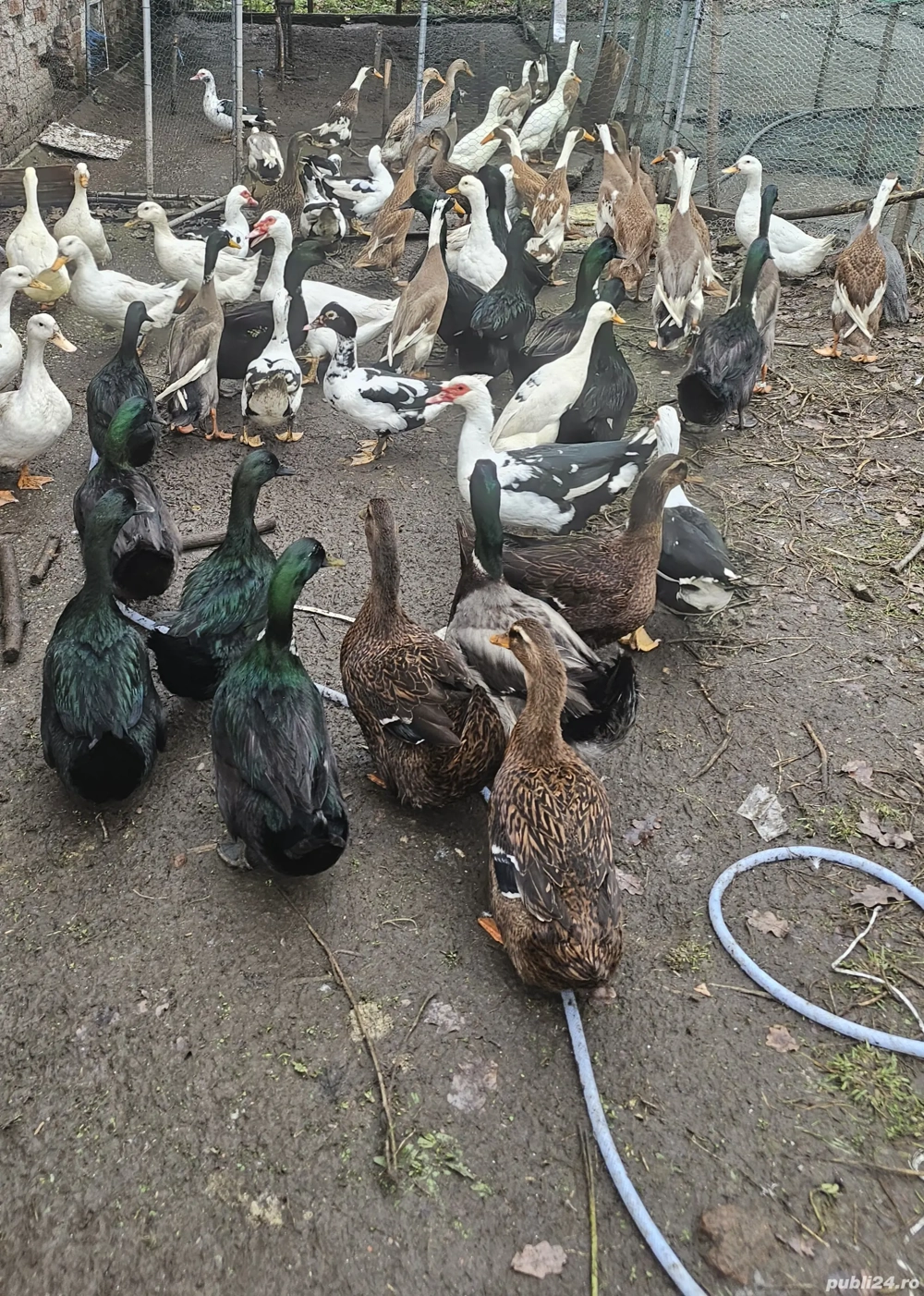 Rate rouen, indiana alergatoare, cayuga, pekin, muta