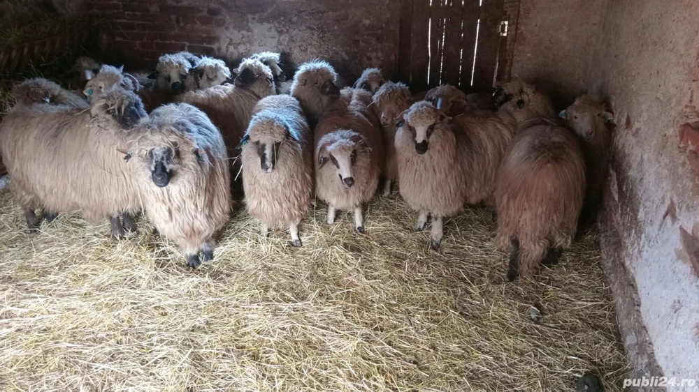 Vând mioare tinere gestante 