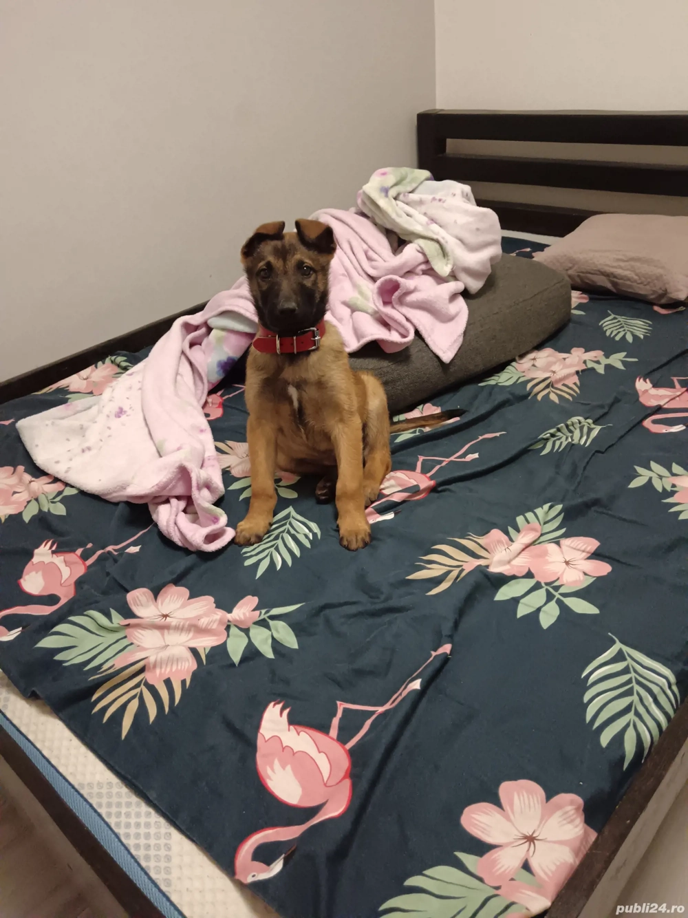 vand Ciobanesc belgian malinoa 