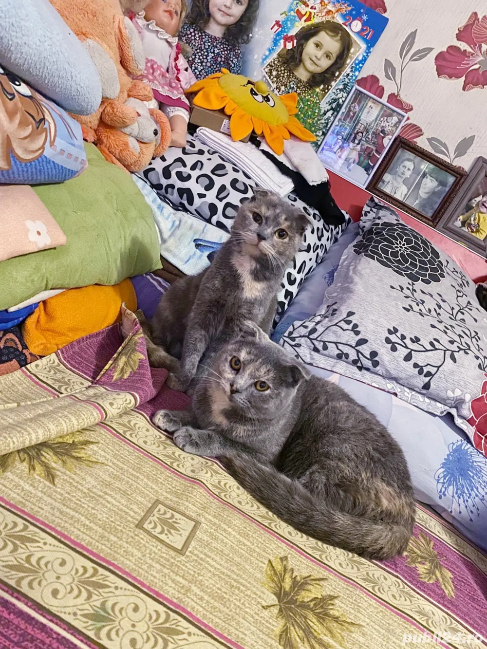 scottish fold asigur transport contra cost 