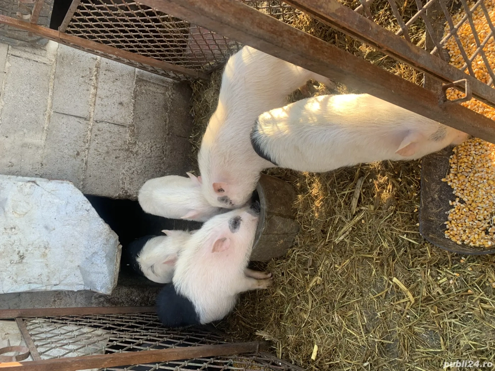 Vand grasuni de vietnamez