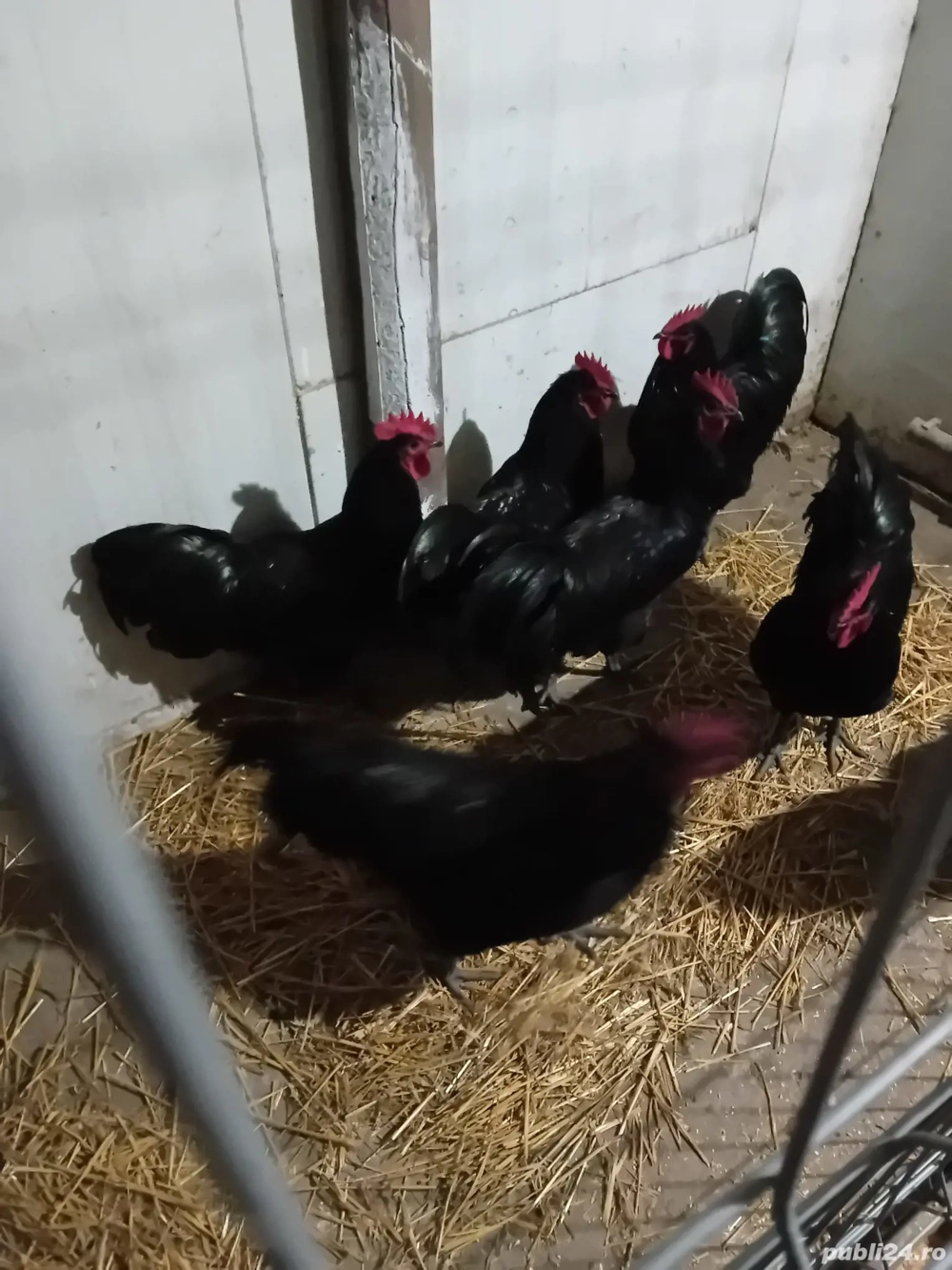 vand cocosi rasa australorp