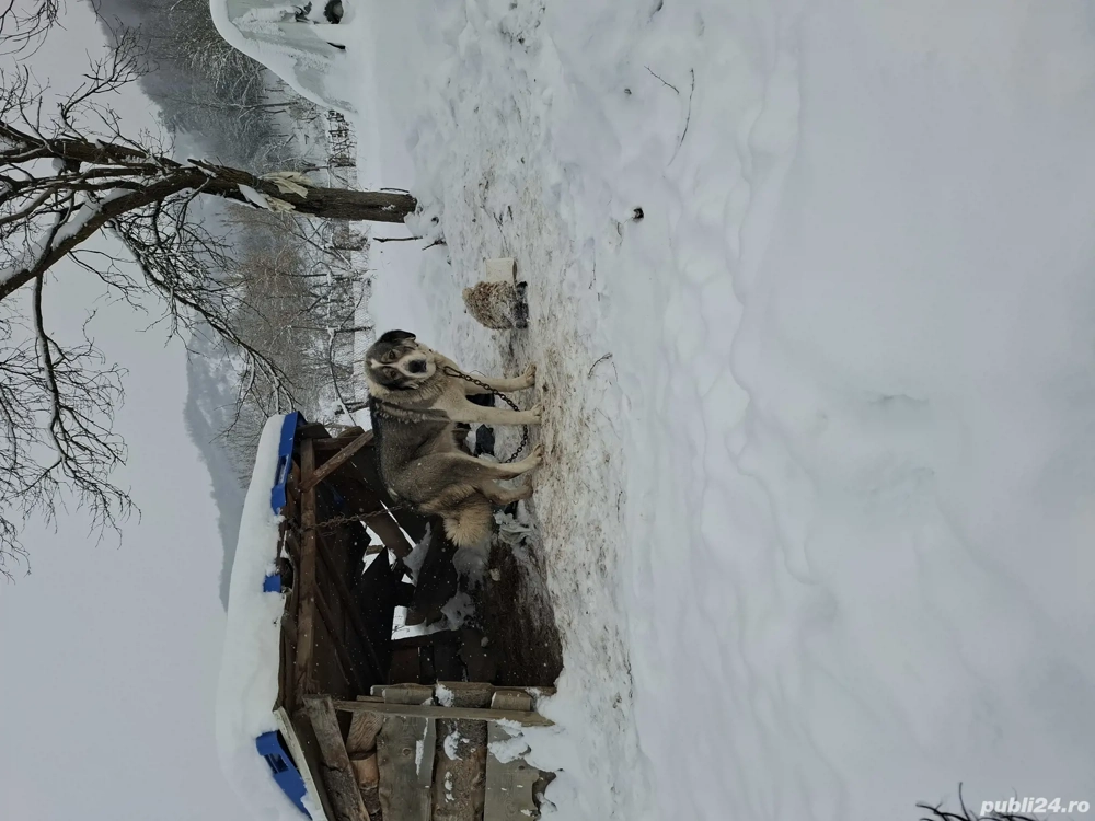 femela. de.  3.  ani