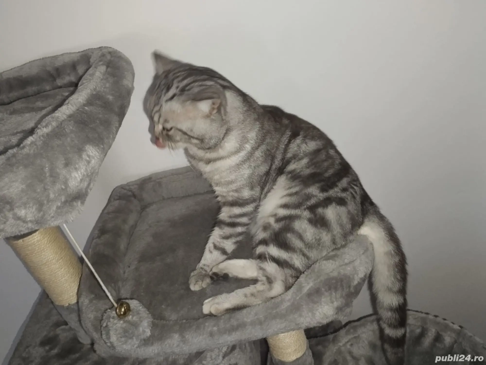 Vând motan British-Shorthair 