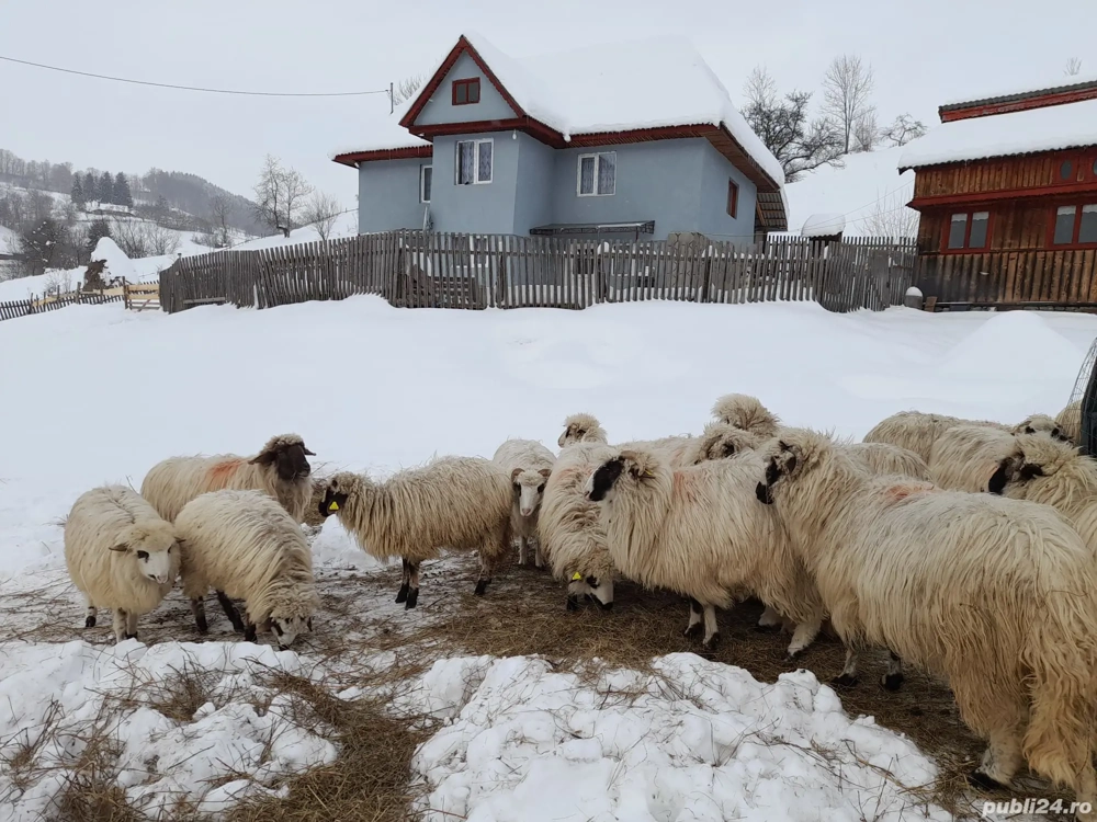 Oi de vânzare 