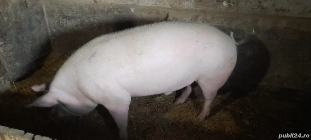 Porc de vânzare crescut natural