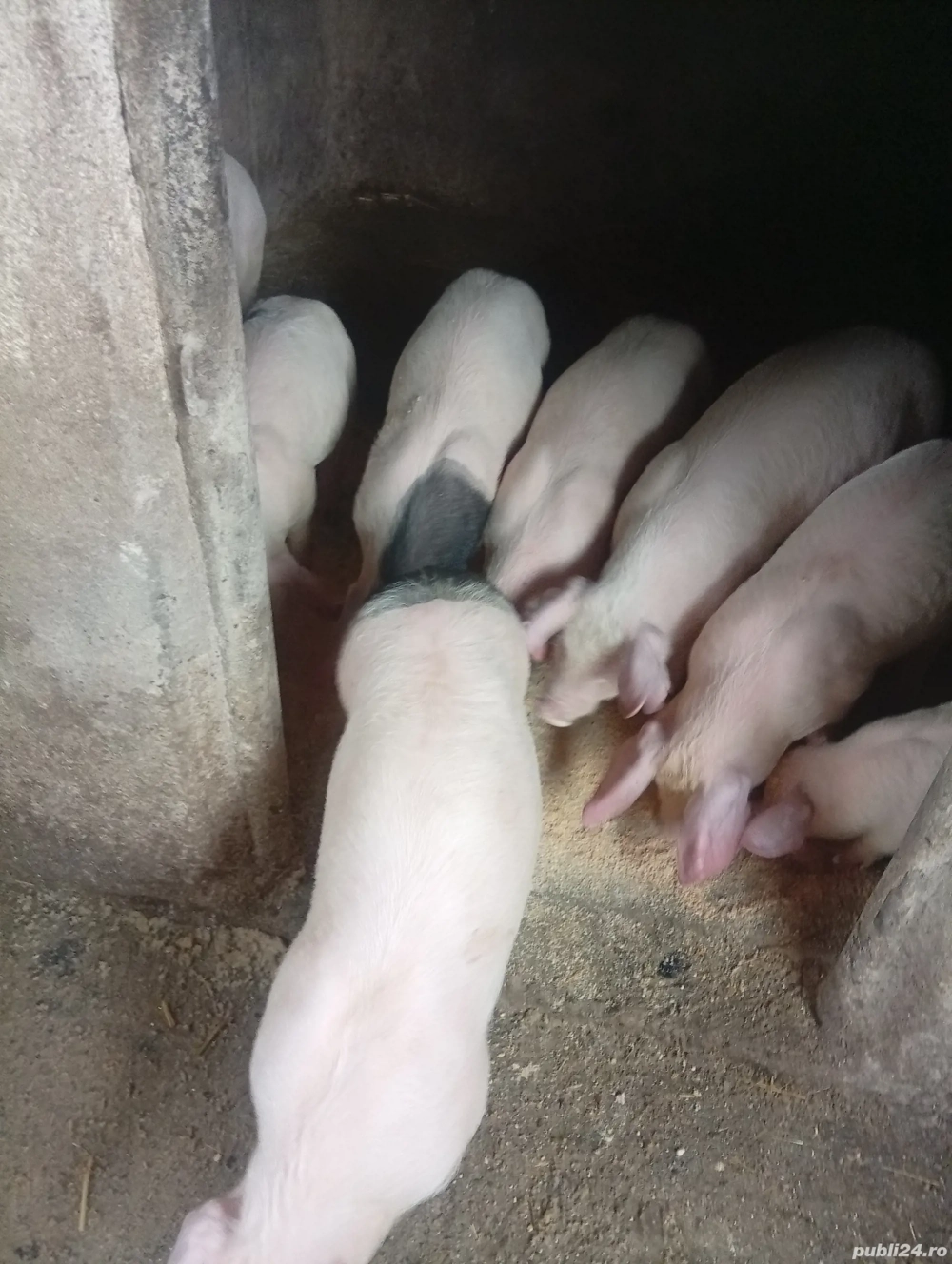 purcei de 10 săptămâni 