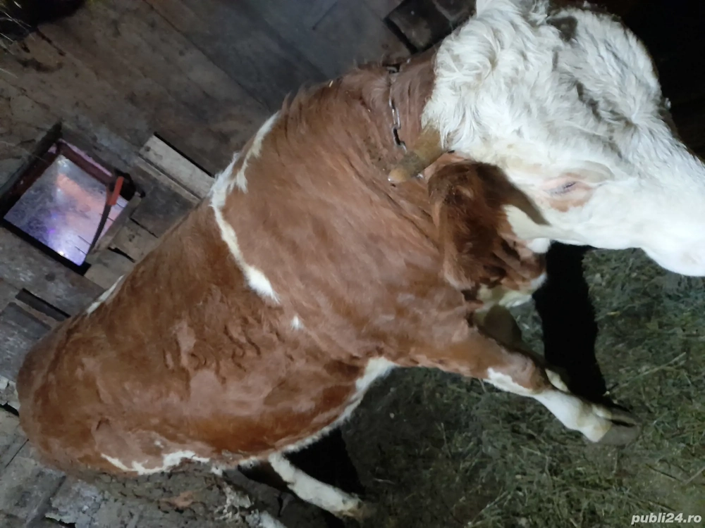 Vând două vițăle BR una de un an jumate si una 9 luni preț 14000