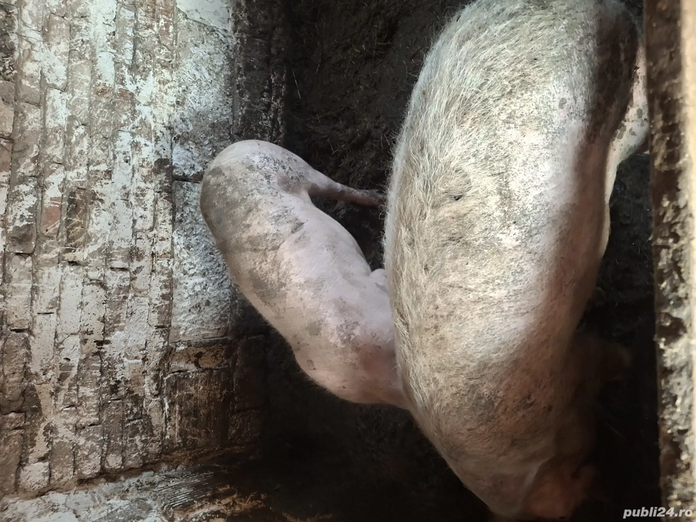 vând porc , scrofita și gâște 