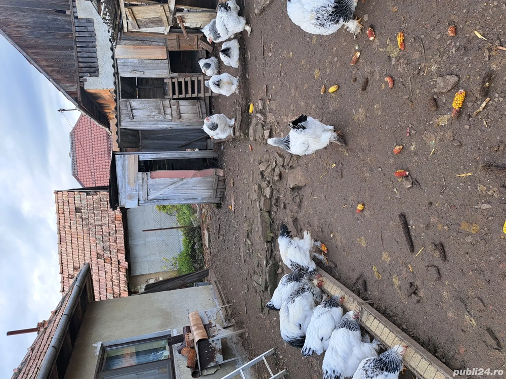 Vand oua incubat brahma hd