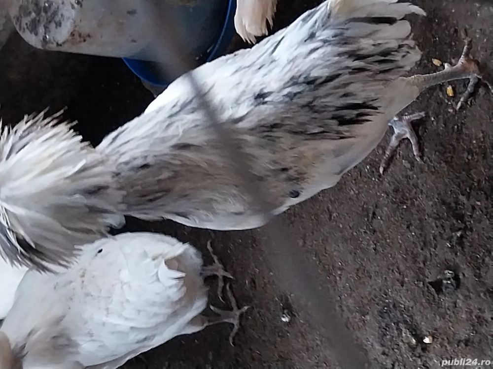 cocoși moțata olandeză 