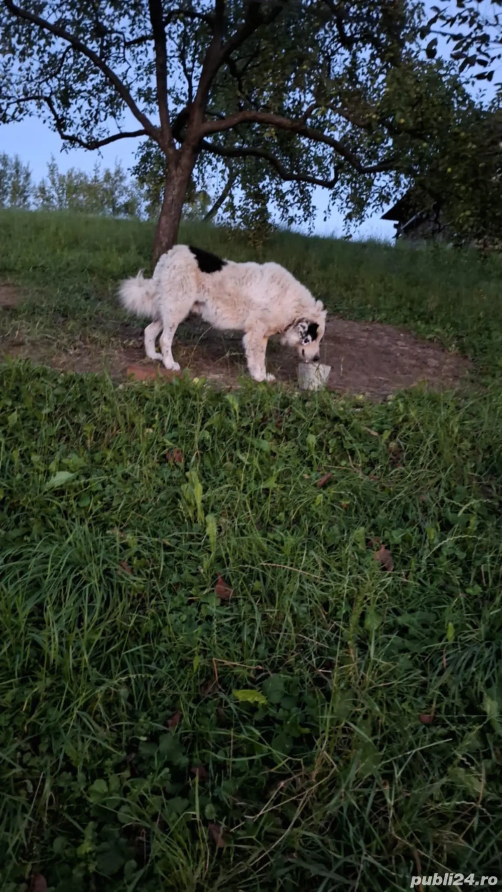 Vând câine ciobănesc  Maramureș Dragomirești ,un an și  5 luni  