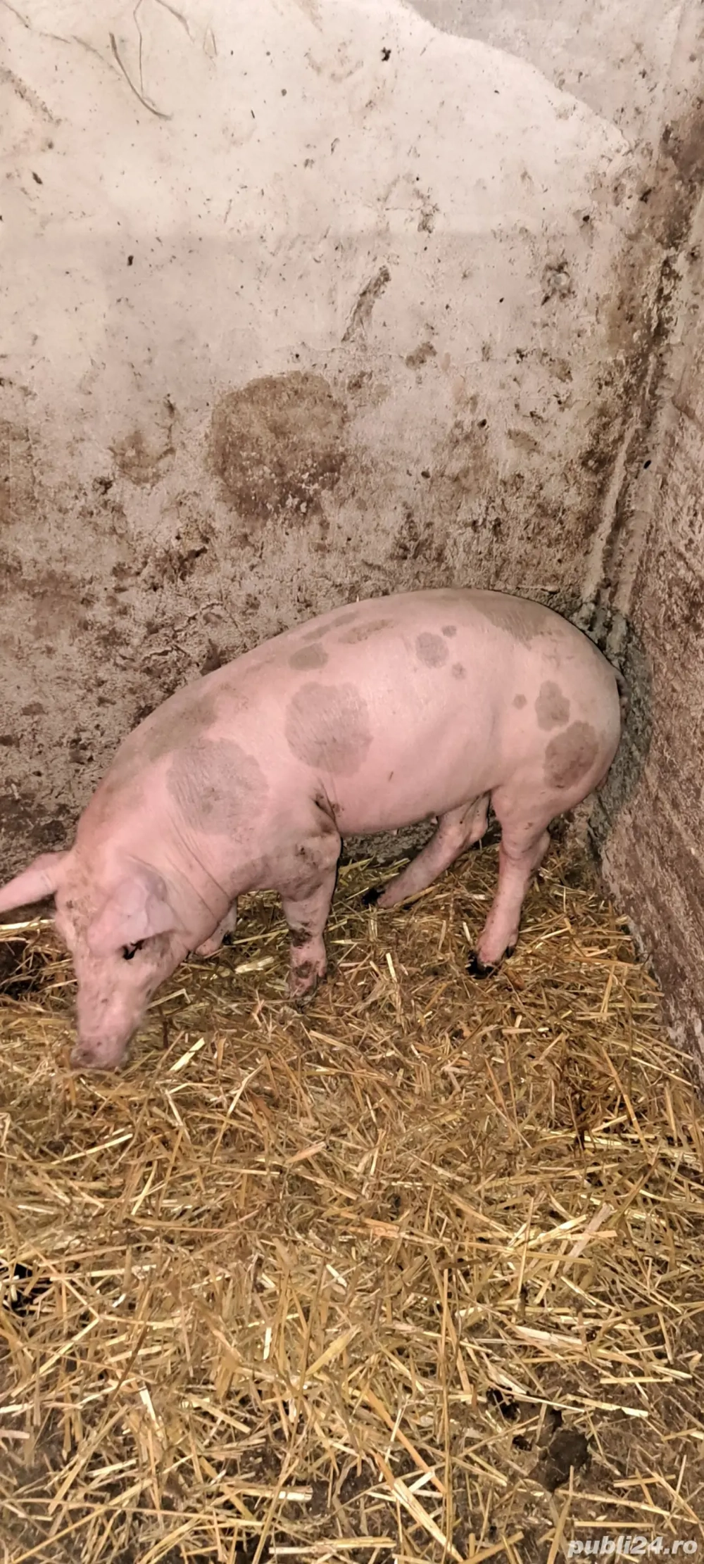 Scrofiță pietrain pt.reproducție