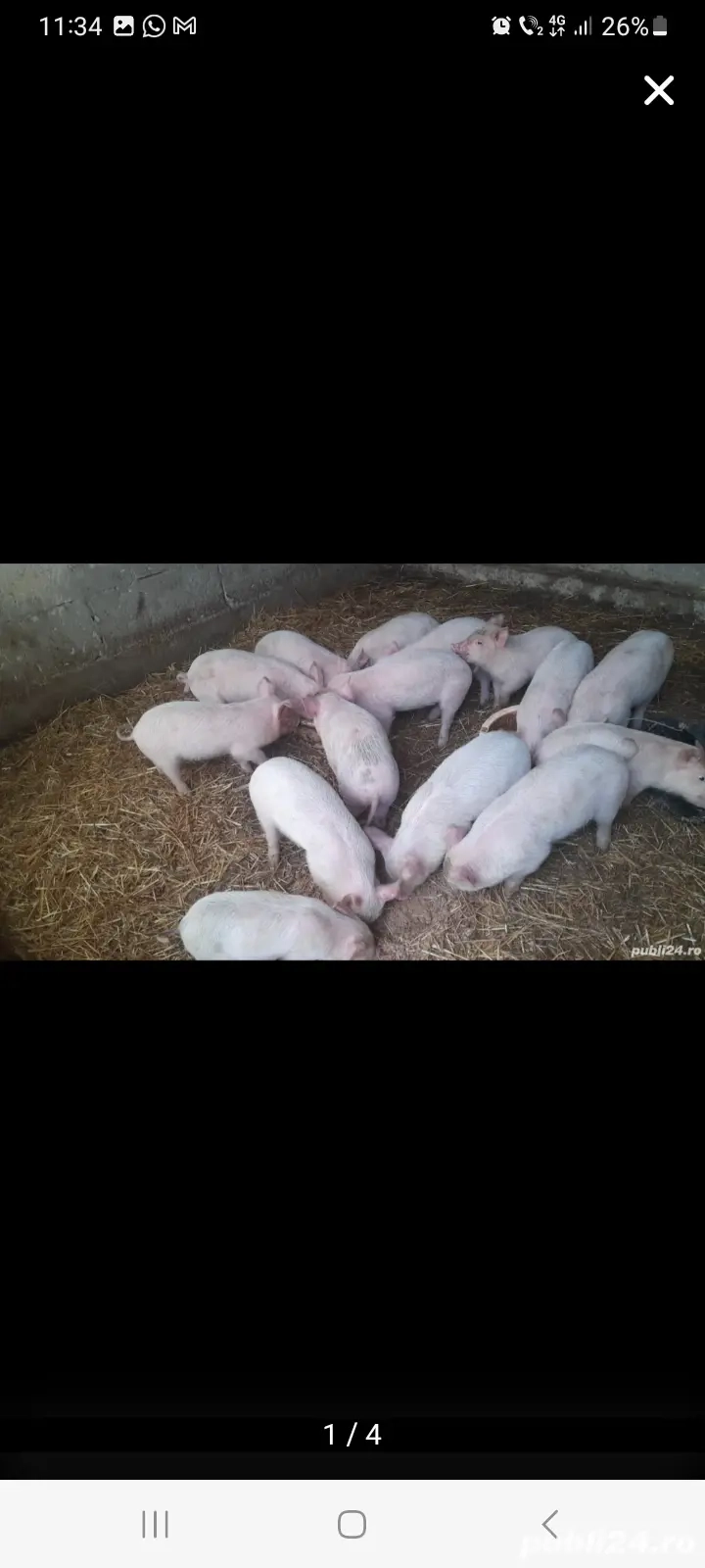 schimb purcei pe  baloti fân  , cocian ,lucerna.