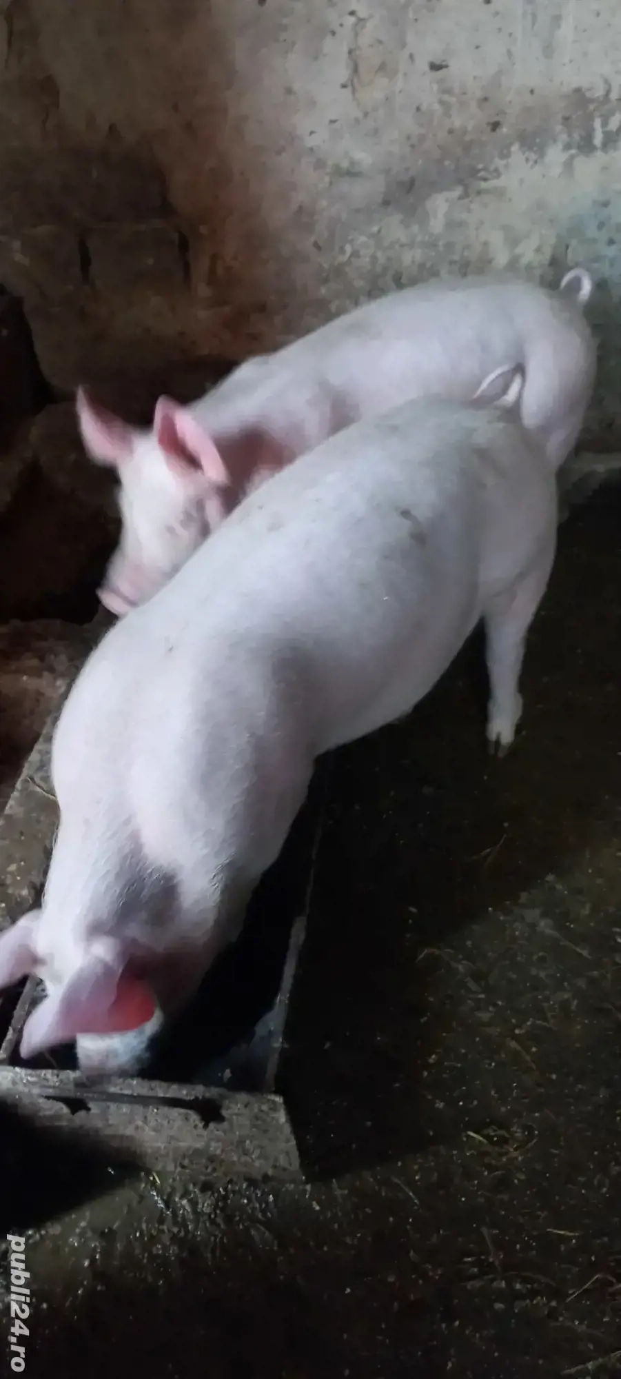  Purcei Rasa Marele Alb x Pietrain 35 - 40 kg Comuna Lița o733345270