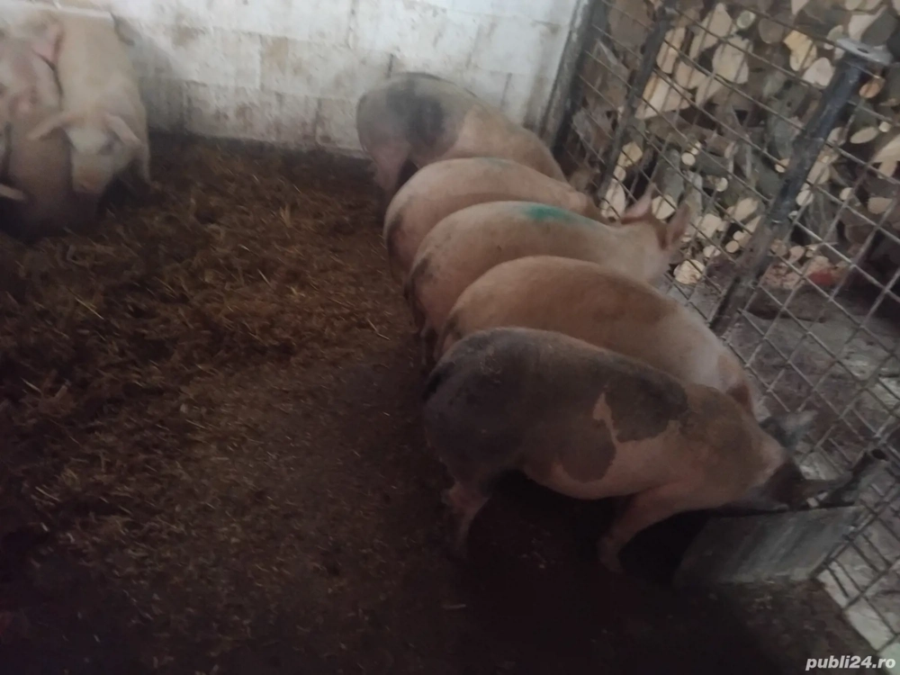 vand soldani de carne 30_55 kg