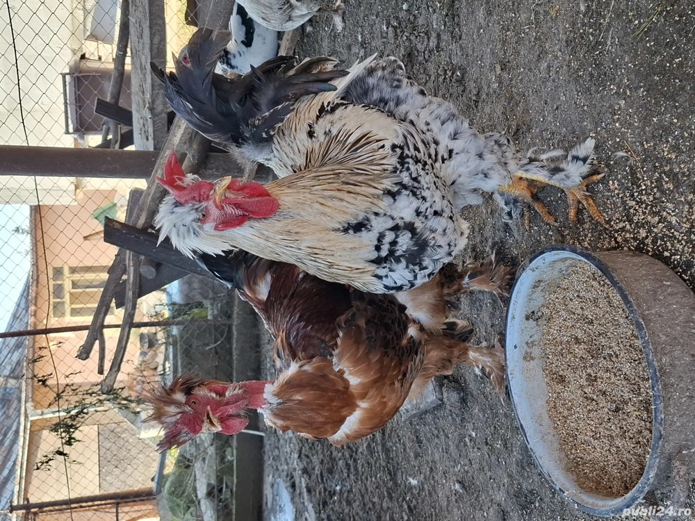 cocosi-gaini de vanzare