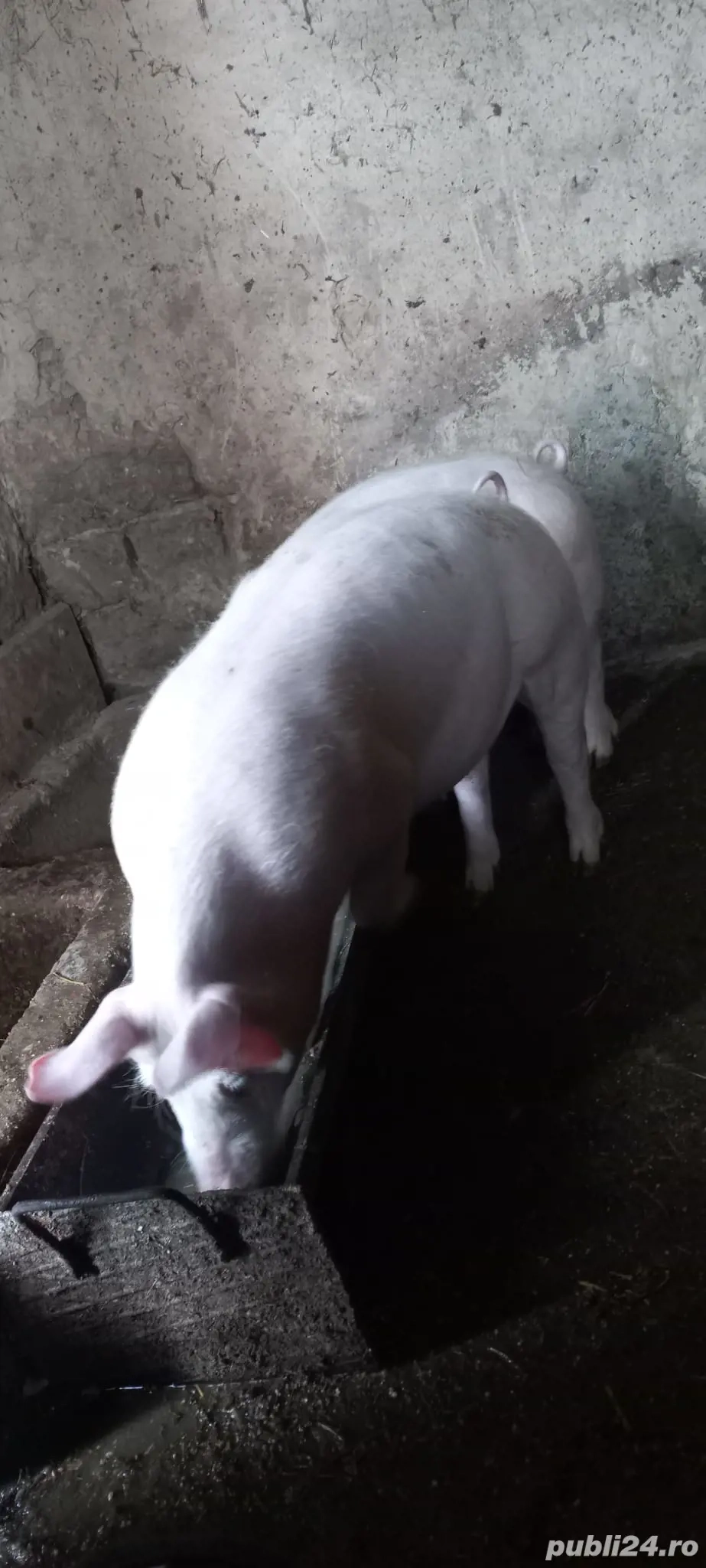 Ultimele 2 Perechi Purcei Rasa Marele Alb 3.5 Luni  o733345270 Se pot vedea in Com Lița 