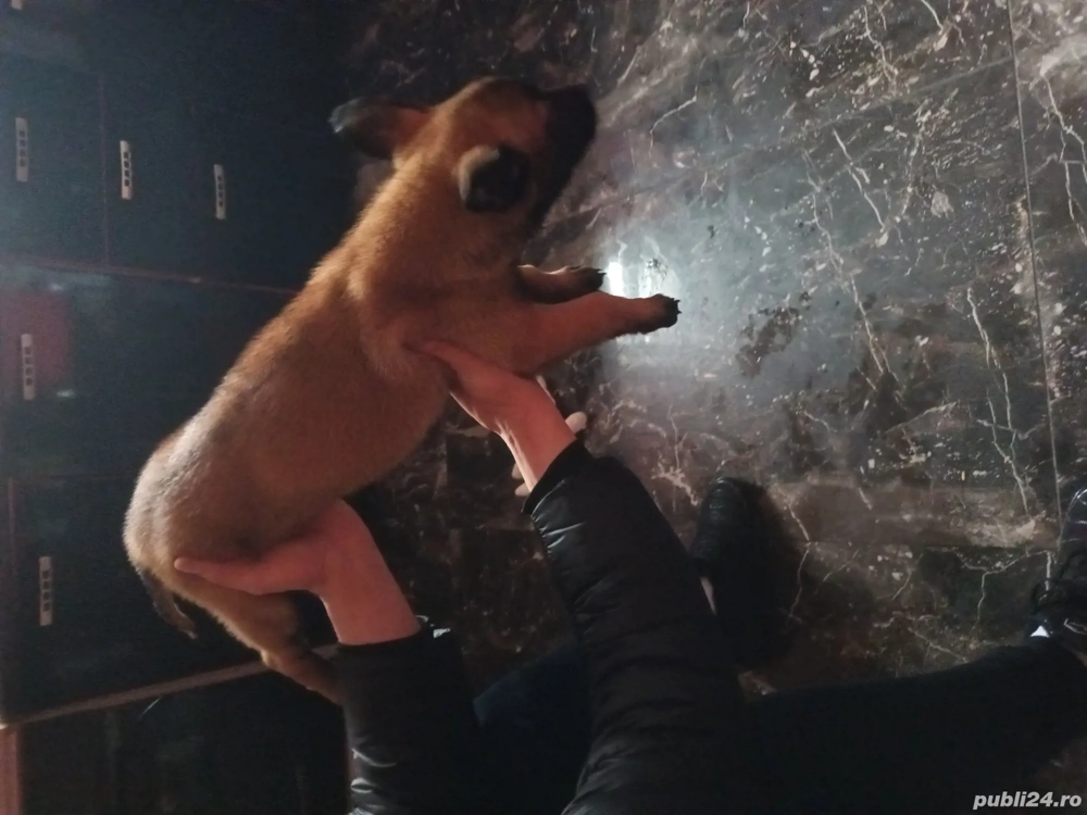 Vând cățeaua are 2 luni 