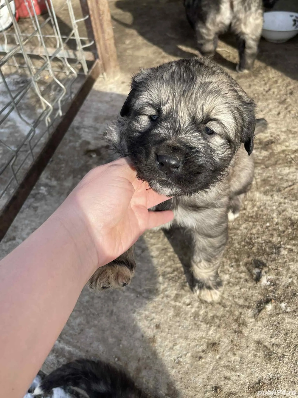 3 fetite de vânzare 