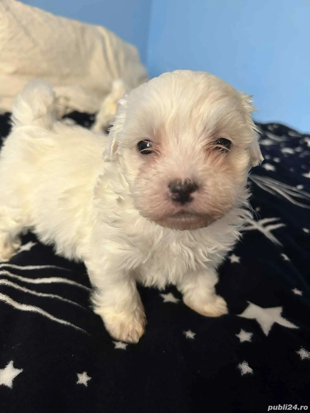 Bishon maltez mini toy 