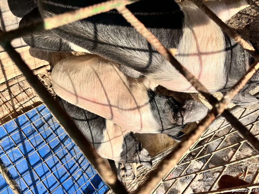 De vânzare purcei bazna 