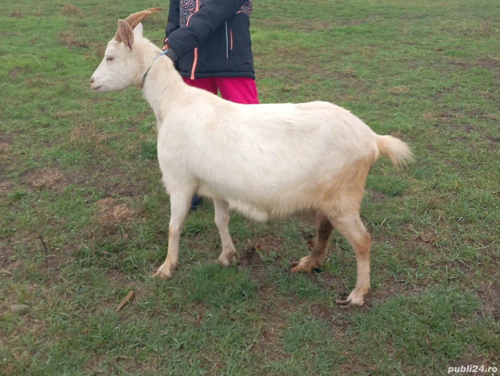 Vând capre saanen și albă de banat 