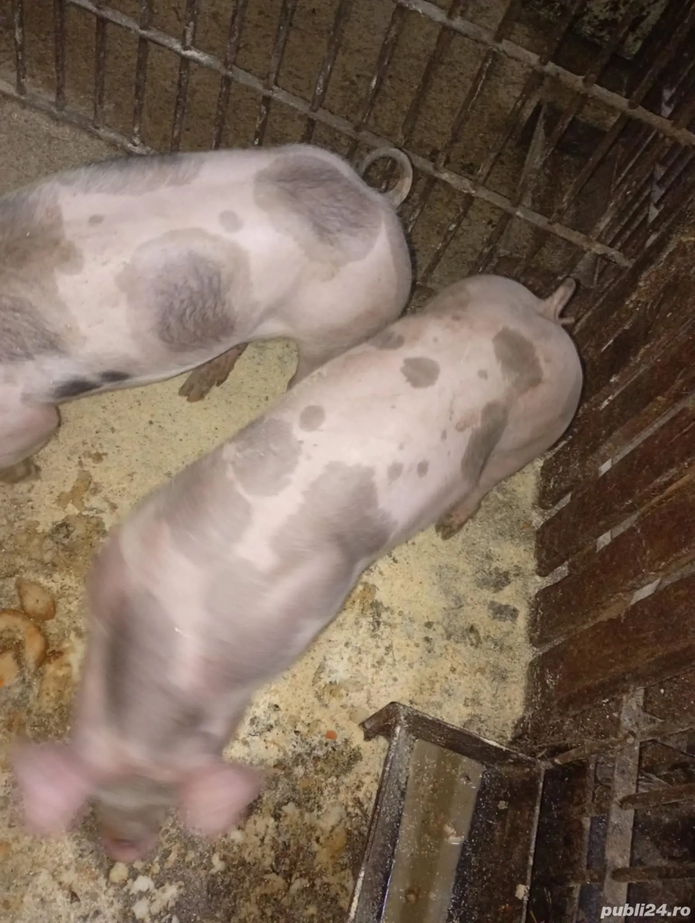 Sondani de vanzare petrean belgian 