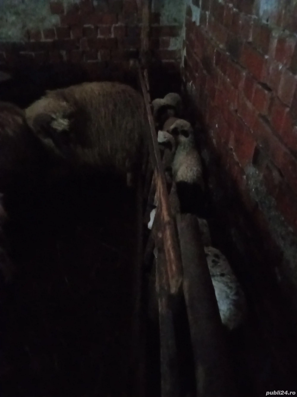 Oi fătătoare de vanzare