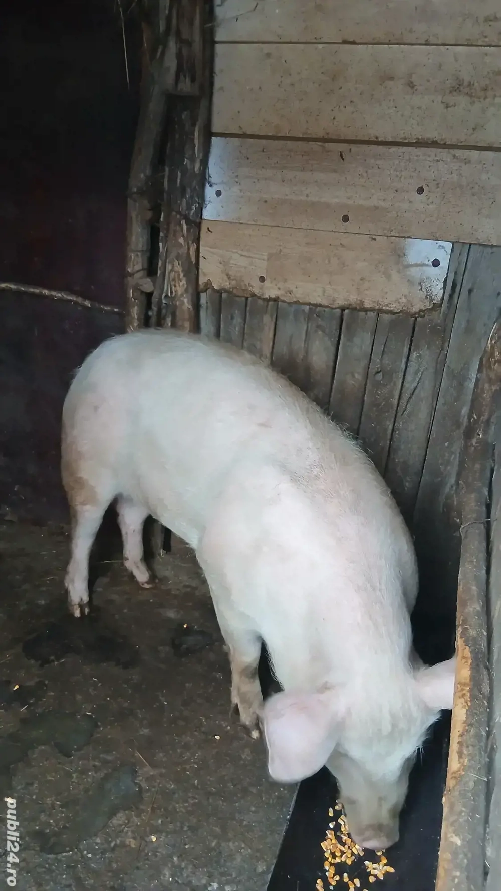 Purcica landrace de reproductie sau tinut