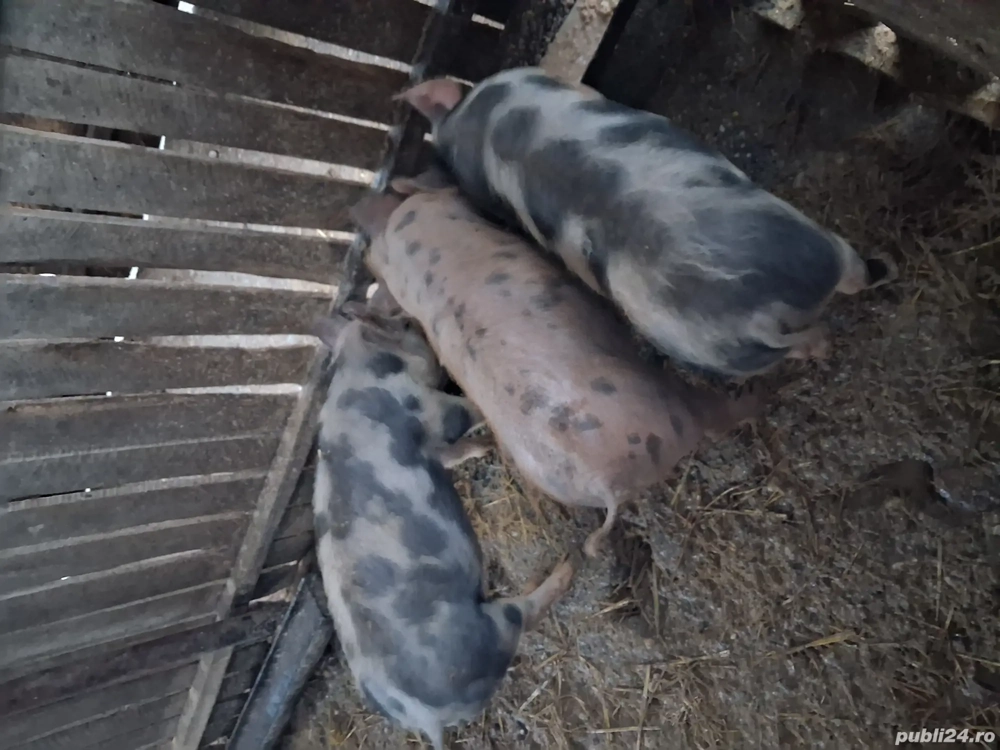 Vând grasuni 40 kg.