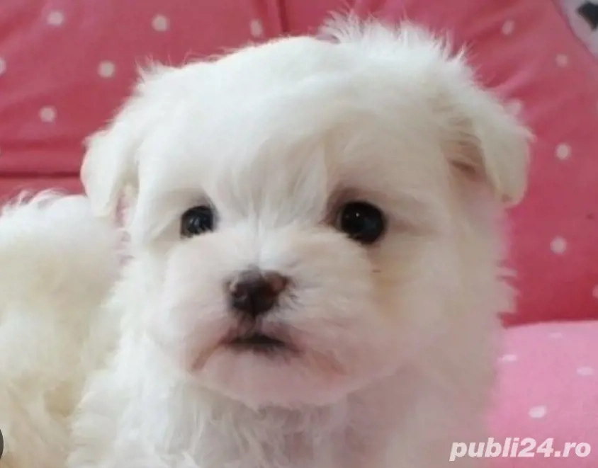 Bichon Maltese Toy 