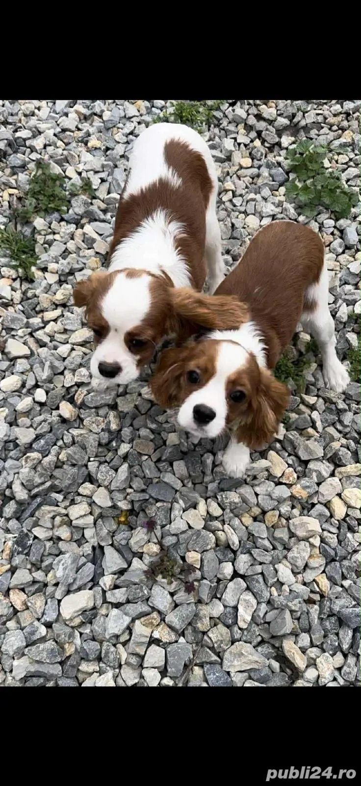 Cavalier King femele 