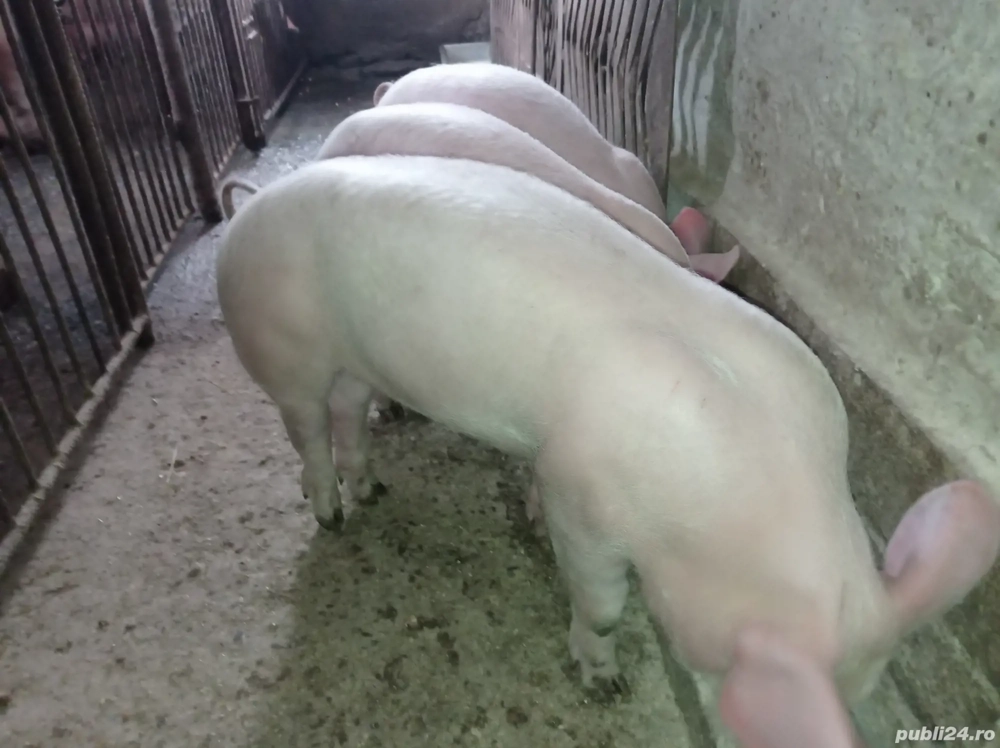 Trei fetițe căutăm cazare.