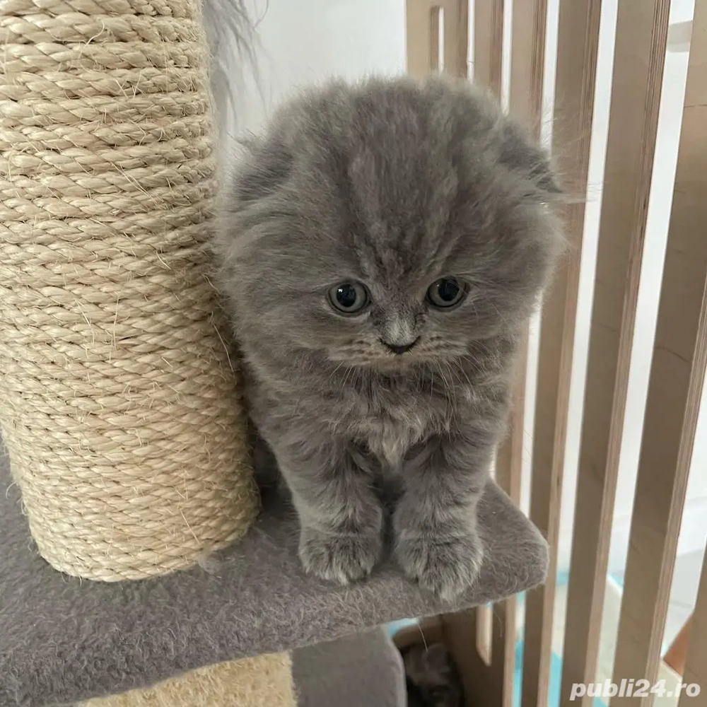 Felisa autorizată- Pui SCOTTISH FOLD Sănătoși și Socializati!
